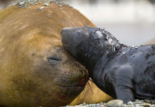 Schattige zeehond moeder met jong